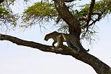 TANZANIA - Serengeti National Park - Leopardo - 20